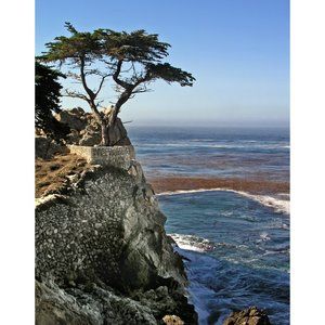 Cypress Tree  11 x 14 print